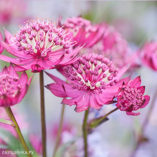 Астранция Руби Клауд