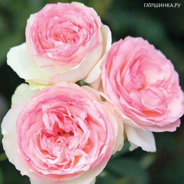 Роза Эден Роуз (Пьер Де Ронсар), Мейян (лиц)