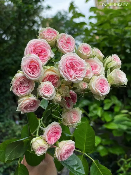 Роза Мини Эден Роуз, Мейян (лиц)
