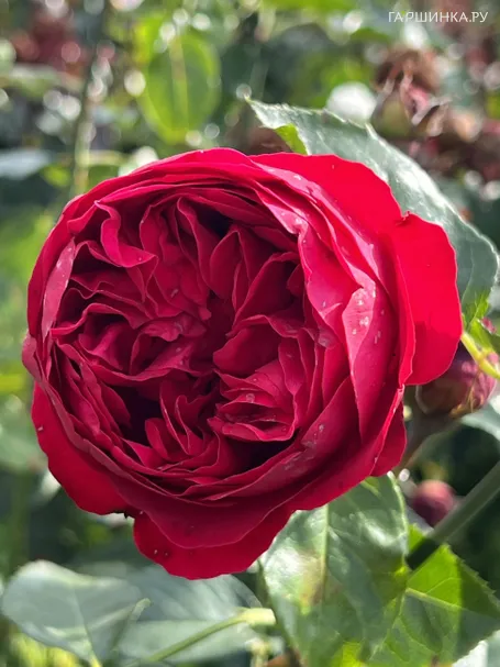 Роза Ред Эден Роуз, Мейян (лиц)