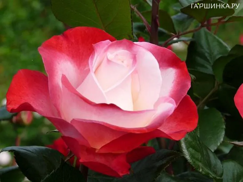 Роза Ностальжи чайно-гибридная, Тантау (лиц)