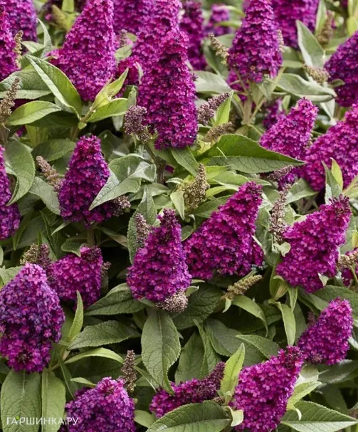 Буддлея Давида Батерфляй Литл Маджента