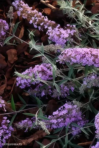 Буддлея Давида Фри Петит Лавендер