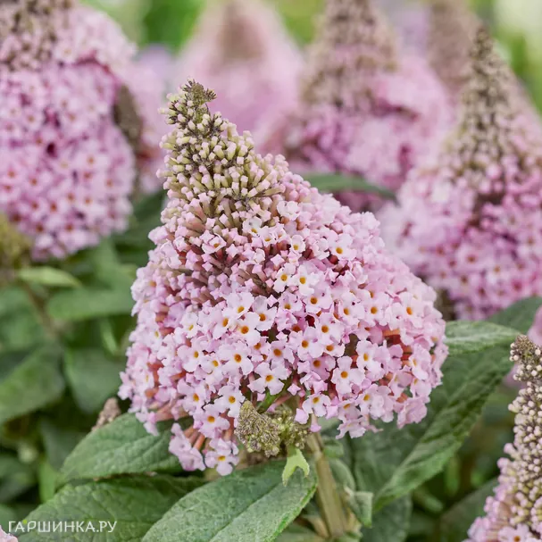 Буддлея Давида Литл Рокстарс розовая