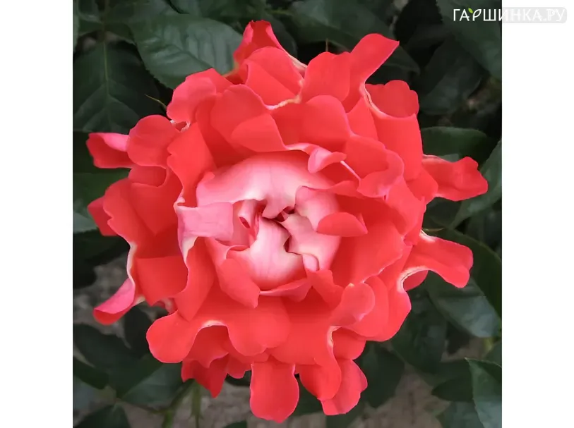 Роза Кэнди Раффлс
