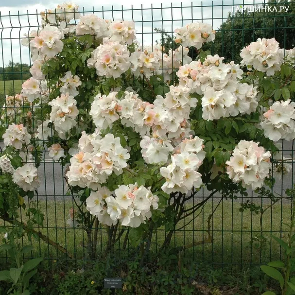 Роза Салли Холмс мускусная