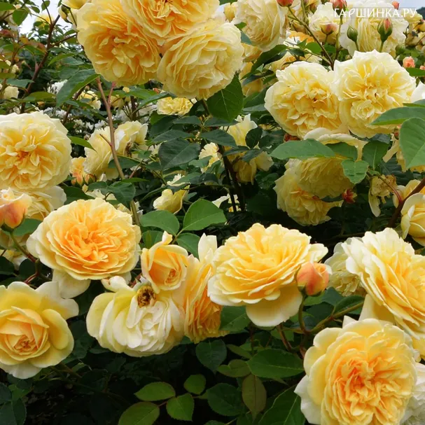 Роза Оф Лоад флорибунда, Imperial Rose