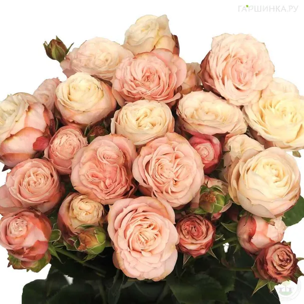 Роза Мадам Бомбастик флорибунда