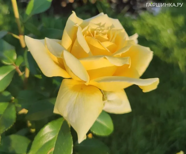 Роза Ландора чайно-гибридная