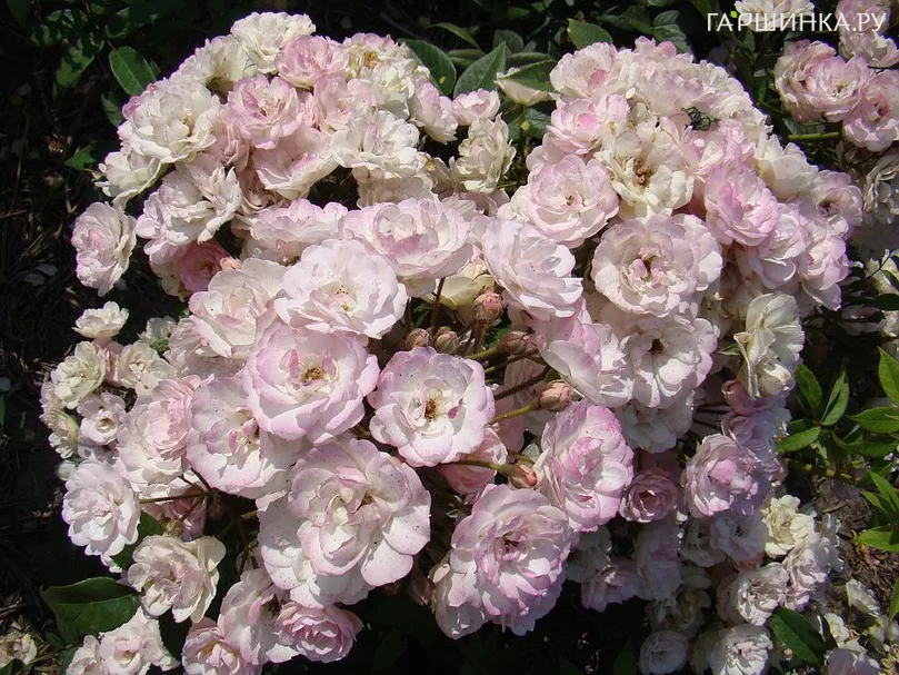 Роза Петит де Терра Франш мускусная