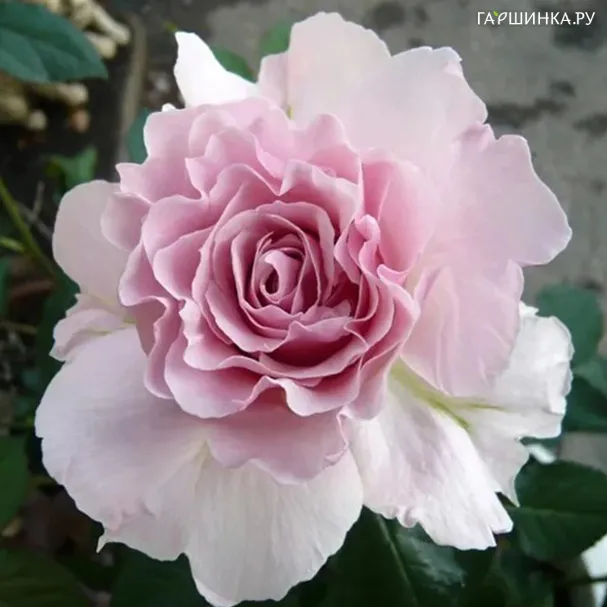 Роза Ла Мари флорибунда