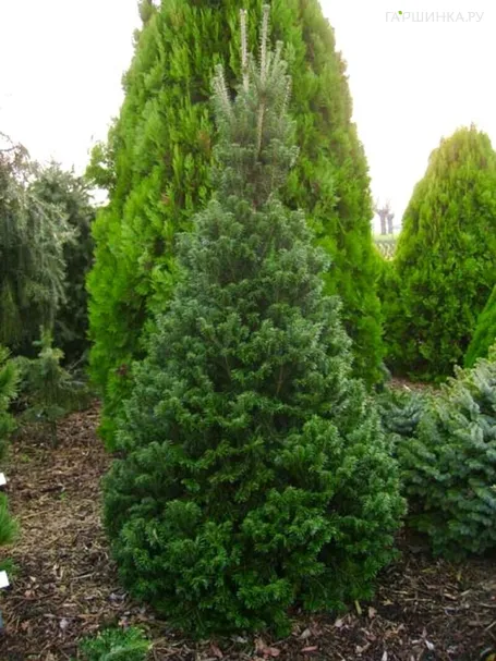 Пихта белая Компакта