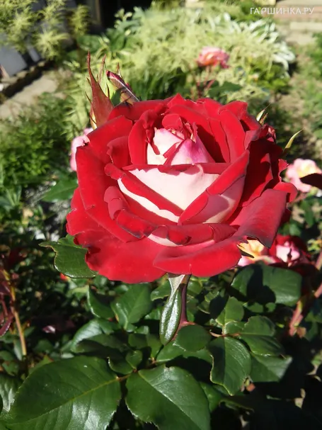 Роза Осирия чайно-гибридная