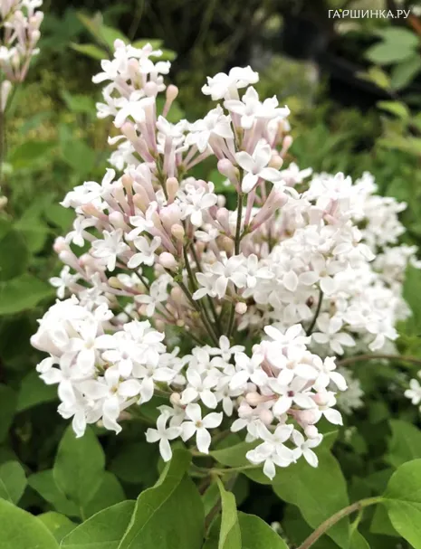 Сирень Мейера Флауэрфест Вайт