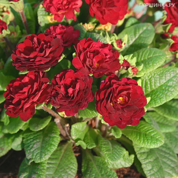 Примула Беларина Валентайн