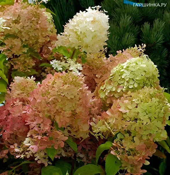 Гортензия Жемчужина Фестиваля метельчатая