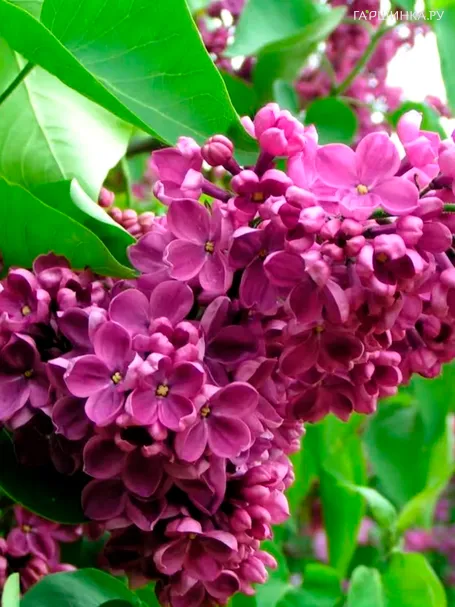 Сирень День Победы