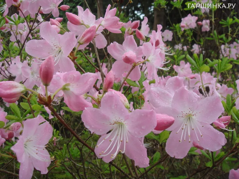 Рододендрон Шлиппенбаха