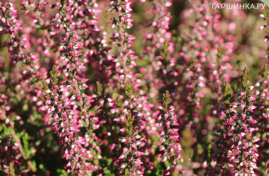 Вереск Энджи