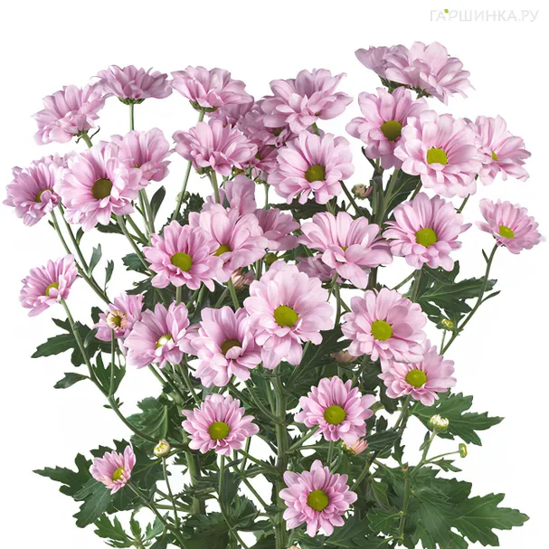 Хризантема Бакарди Пинк