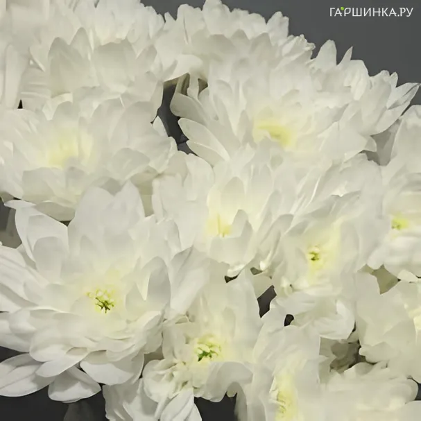 Хризантема Балтика белая