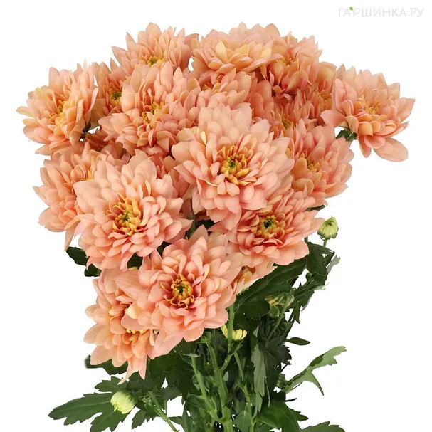 Хризантема Балтика Салмон