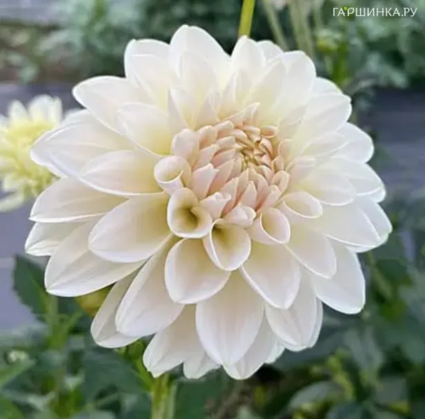 Георгина Карамель Антик декоративная