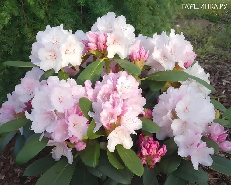 Рододендрон (Азалия) Школьница