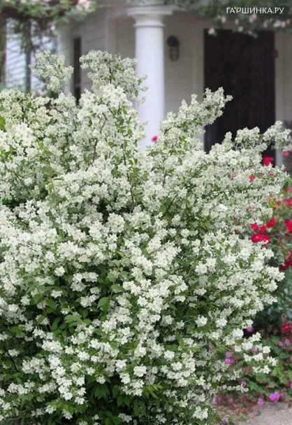 Чубушник Глэтчер