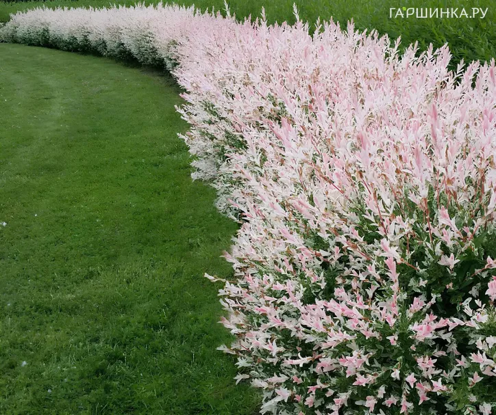 Живая изгородь: Ива Хакуро Нишики 10шт