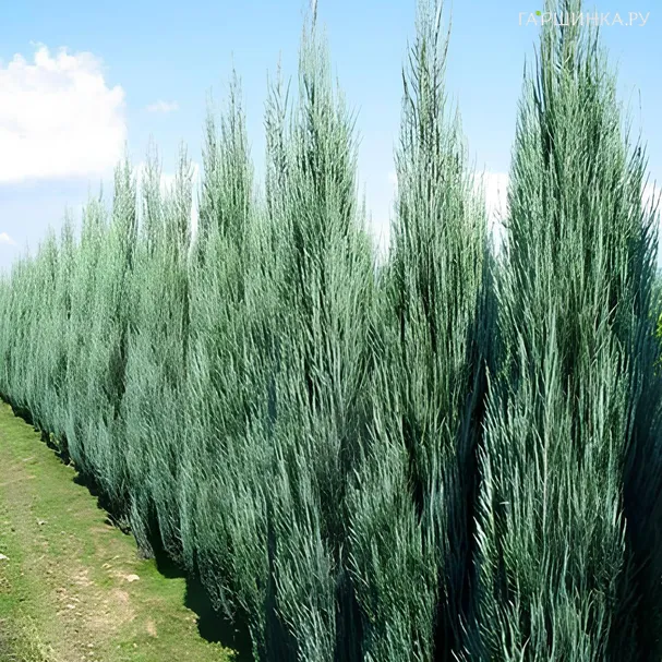 Живая изгородь: Можжевельник Скайрокет скальный 10шт