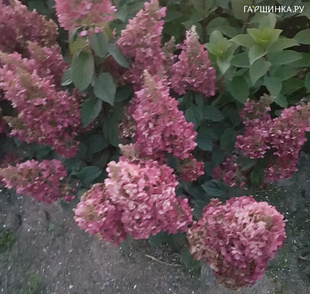 Живая изгородь: Гортензия Петит Лантерн 10шт