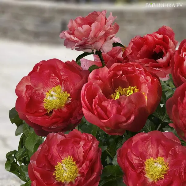 Пион Москва