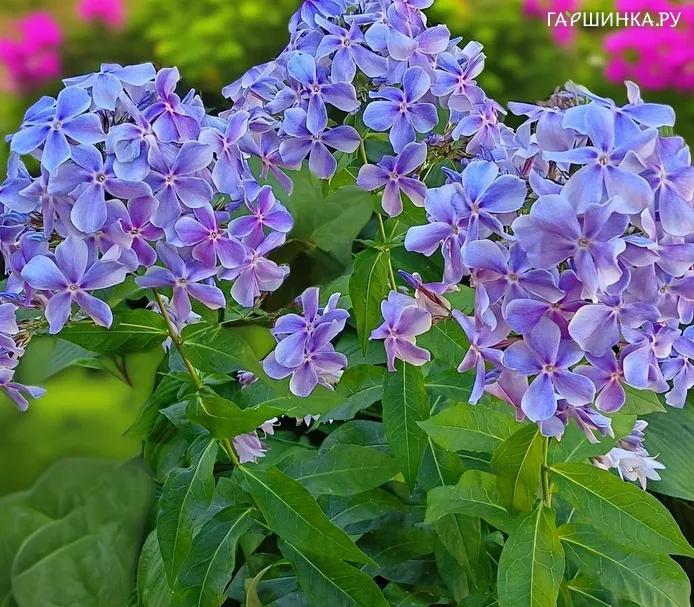 Флокс Ихтиандр
