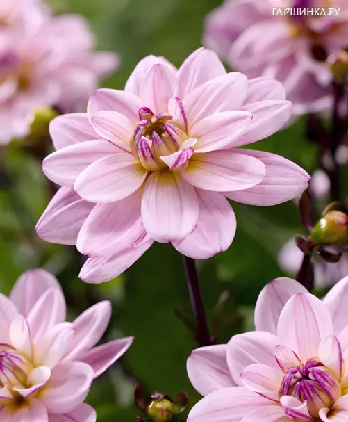 Георгина Пацифик Джевел декоративная