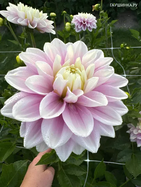 Георгина Свит Люсиль декоративная