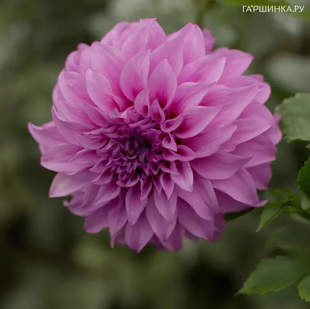 Георгина Вассио Меггос (МАКСИ) декоративная