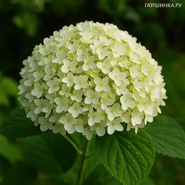 Гортензия Туманы Лесково древовидная