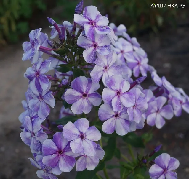 Флокс Вечерняя Гжель