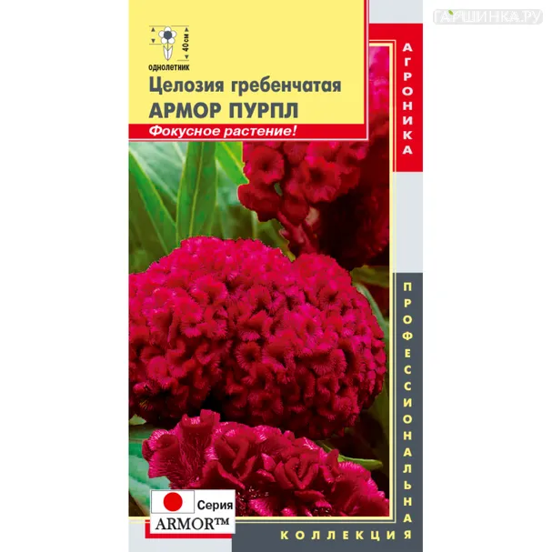 Целозия Пурпл гребенчатая (серия Armor) 10 шт, Плазменные семена