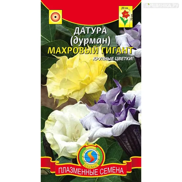Датура (Дурман) Махровый Гигант 3 шт, Плазменные семена