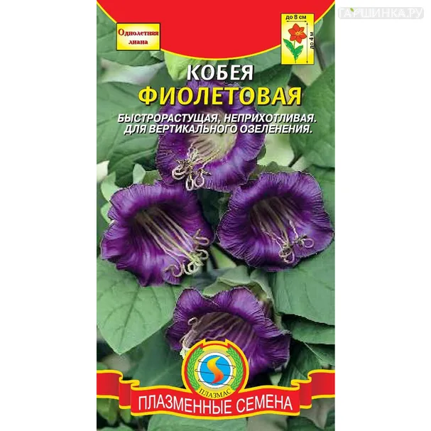 Кобея Фиолетовая 5 шт, Плазменные семена