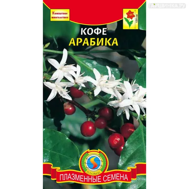 Кофе Арабика 2 шт, Плазменные семена