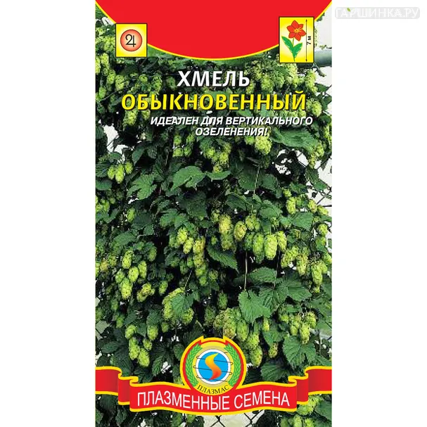 Хмель обыкновенный 4 шт, Плазменные семена