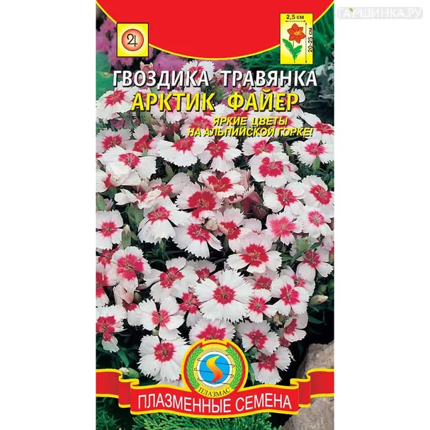 Гвоздика травянка Арктик Файер 14 шт, Плазменные семена