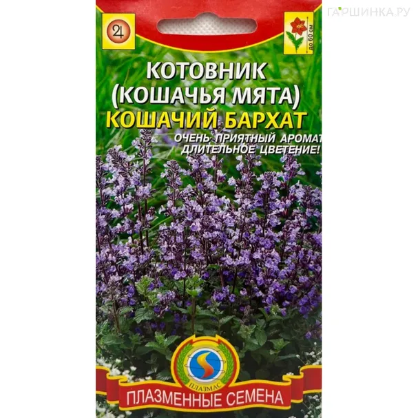 Котовник (Кошачья мята) Кошачий бархат, Плазменные семена