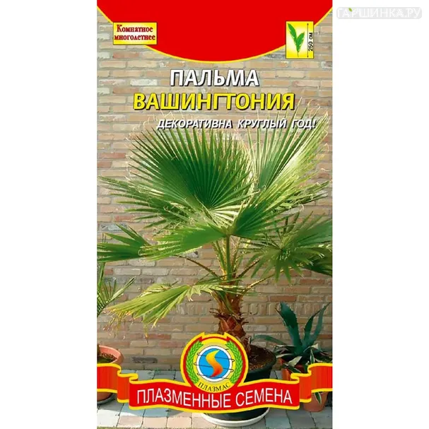 Пальма Вашингтония 2 шт, Плазменные семена