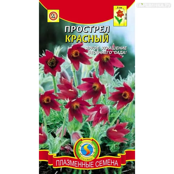 Прострел Красный 10 шт, Плазменные семена