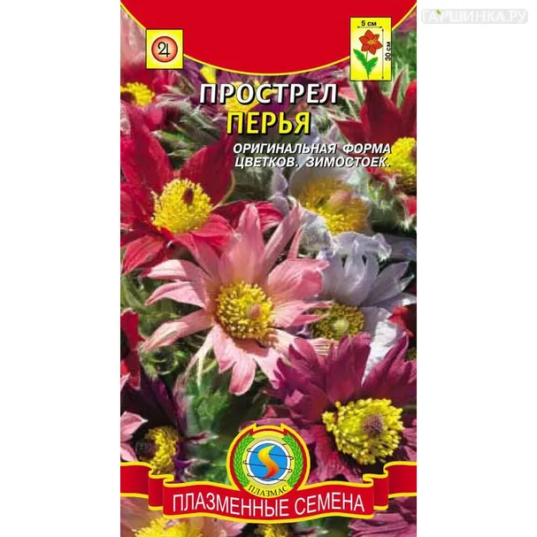 Прострел Перья 10 шт, Плазменные семена