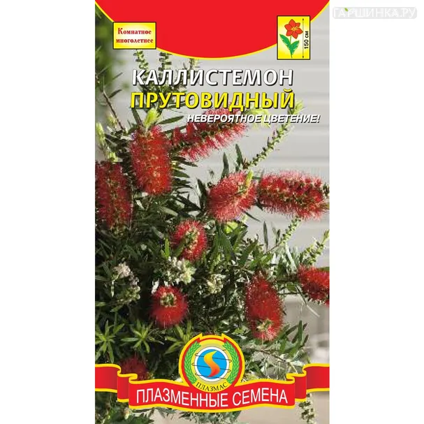 Каллистемон прутовидный 3 шт, Плазменные семена